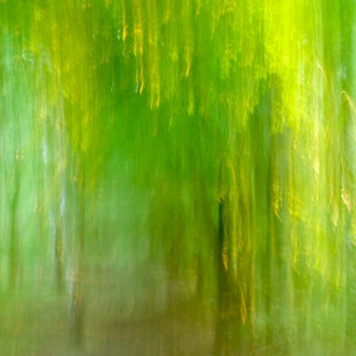 Delamere Forest  ICM